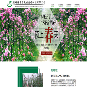昆明玫瑰花苗